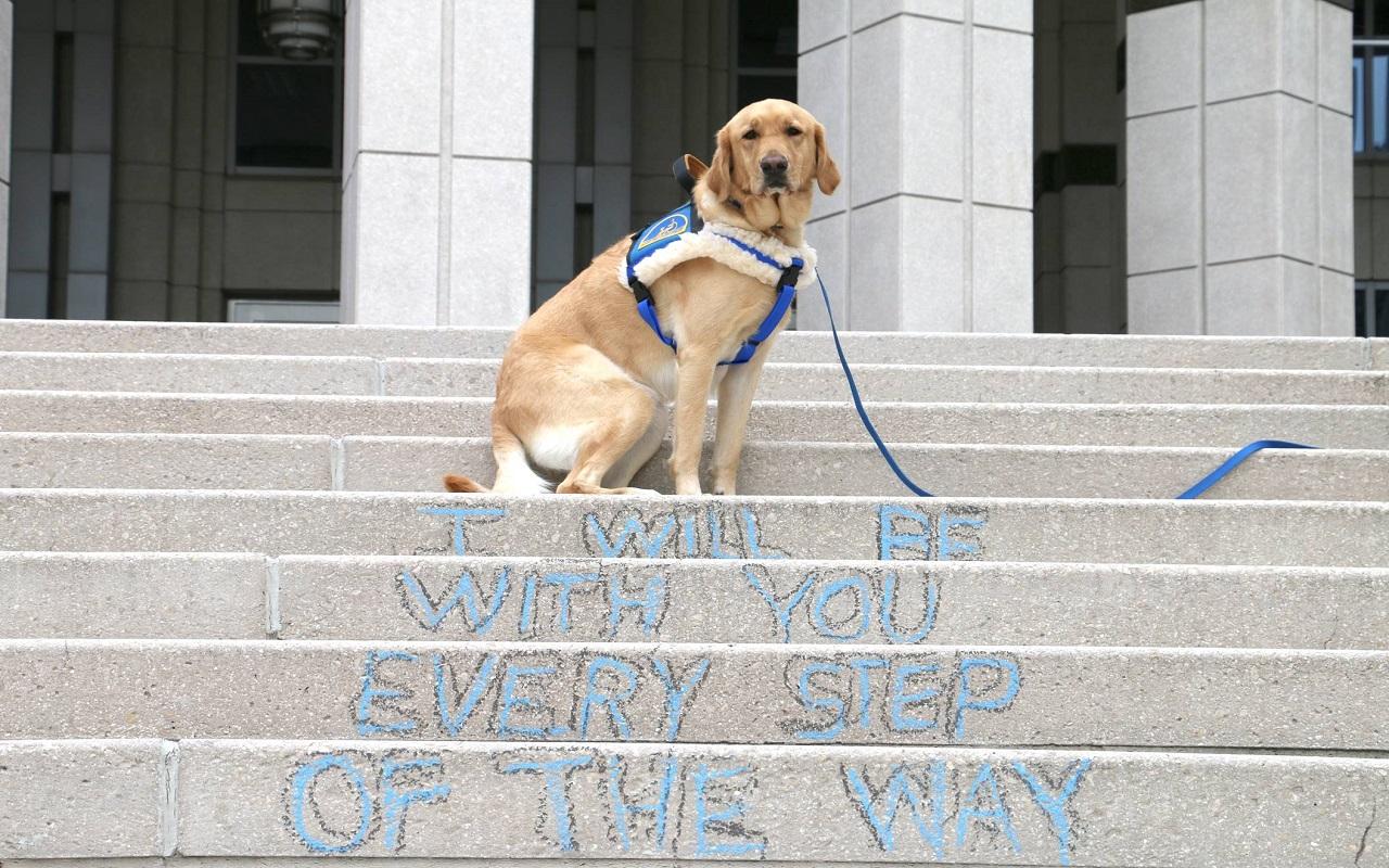 K9th Circuit Program - Tonx, therapy dog