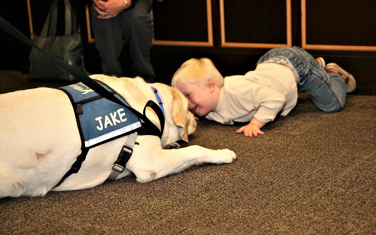 K9th Circuit Program - Jake, therapy dog