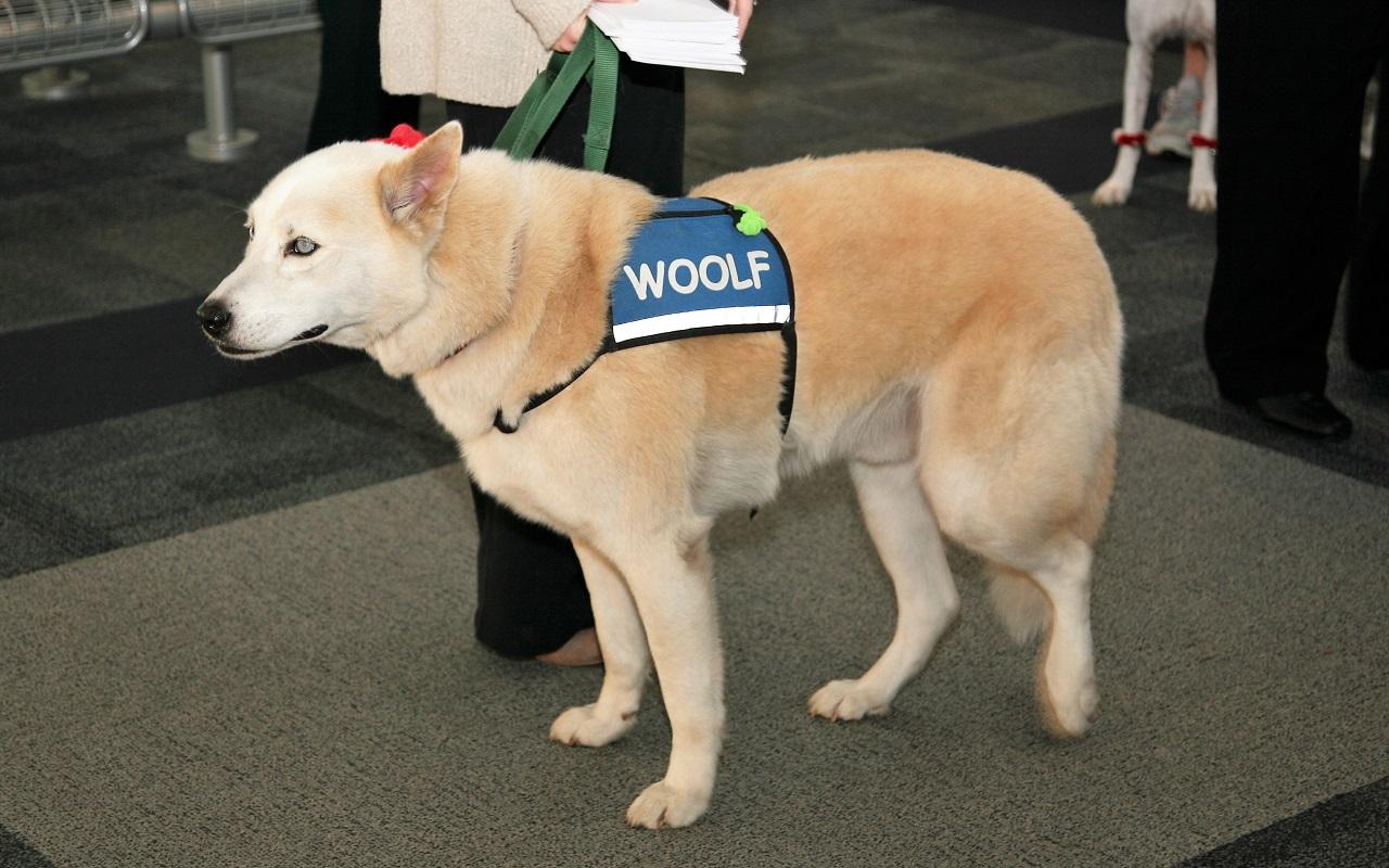 K9th Circuit Program - Woolf, therapy dog